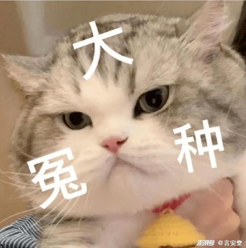 娱乐吃瓜君猫猫子